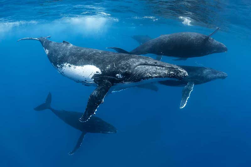 クジラが歌う曲から クジラの出身地 を特定できることが判明の画像 ナゾロジー