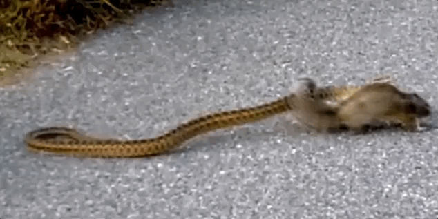 リスが蛇にケンカを売る動画が激撮される 理由は 自己防衛 の画像 4 7 ナゾロジー
