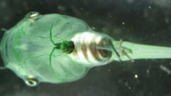 人間も光合成できるかも？血中に藻類を注入して細胞に酸素を与える実験が成功！の画像 1/3