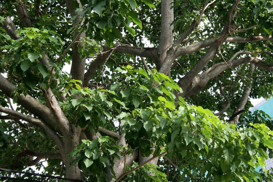 種を時速240キロで「狙撃」する危険な木「スナバコノキ」