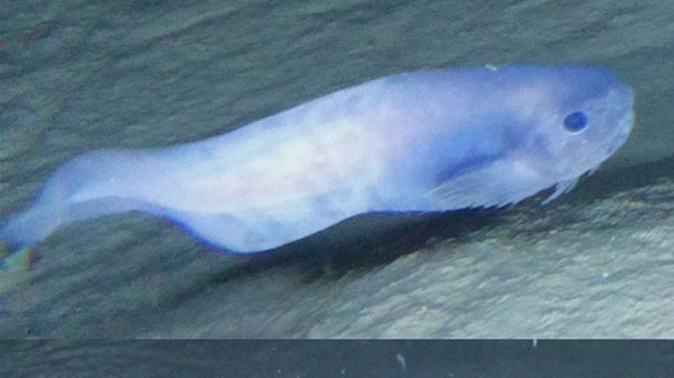 新種の「幽霊魚」が海底8065mで3種見つかるの画像 2/2