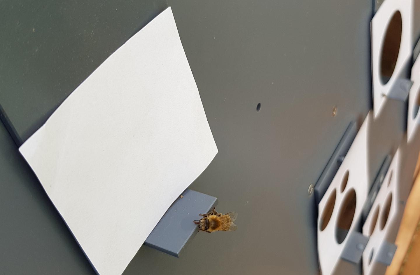 ミツバチが「ゼロ」の概念を理解できると判明。昆虫で初の画像 2/3