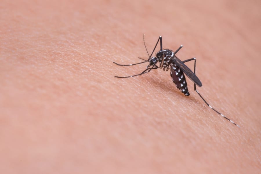 人類「蚊を絶対殺す……」ヒトの血を毒にする実験がアフリカで行われる