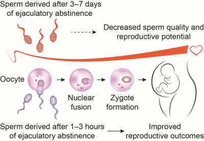 「前回の射精から3時間以内が妊娠に効果的」という新しい研究結果の画像 2/2