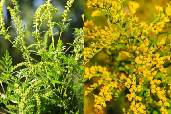 左ブタクサ、右セイタカアワダチソウ。似た特徴を持つかセイタカアワダチソウは花粉を飛ばさない。