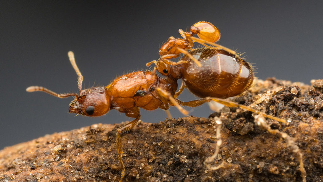 他種の女王アリをヒッチハイクして乗りこなす ロデオアント が発見される ナゾロジー