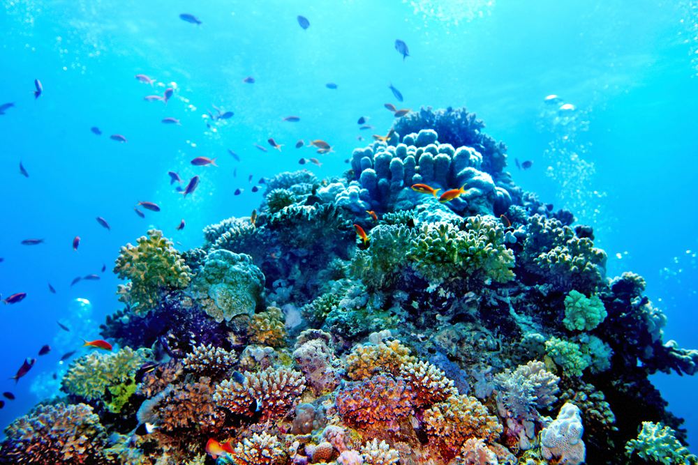 魚は「健康なサンゴ礁の音」を聞くことで死んだサンゴ礁を復活させるの画像 1/3