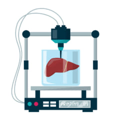 肝臓の全機能をもった「ミニ肝臓」を3Dプリンタで作ることに成功の画像 3/3