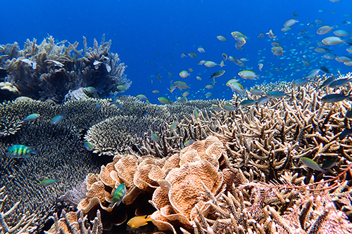 魚は「健康なサンゴ礁の音」を聞くことで死んだサンゴ礁を復活させるの画像 3/3