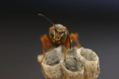 昆虫界では異例！仲間同士の「顔」を見分けられるハチの秘密が解明されるの画像 3/4