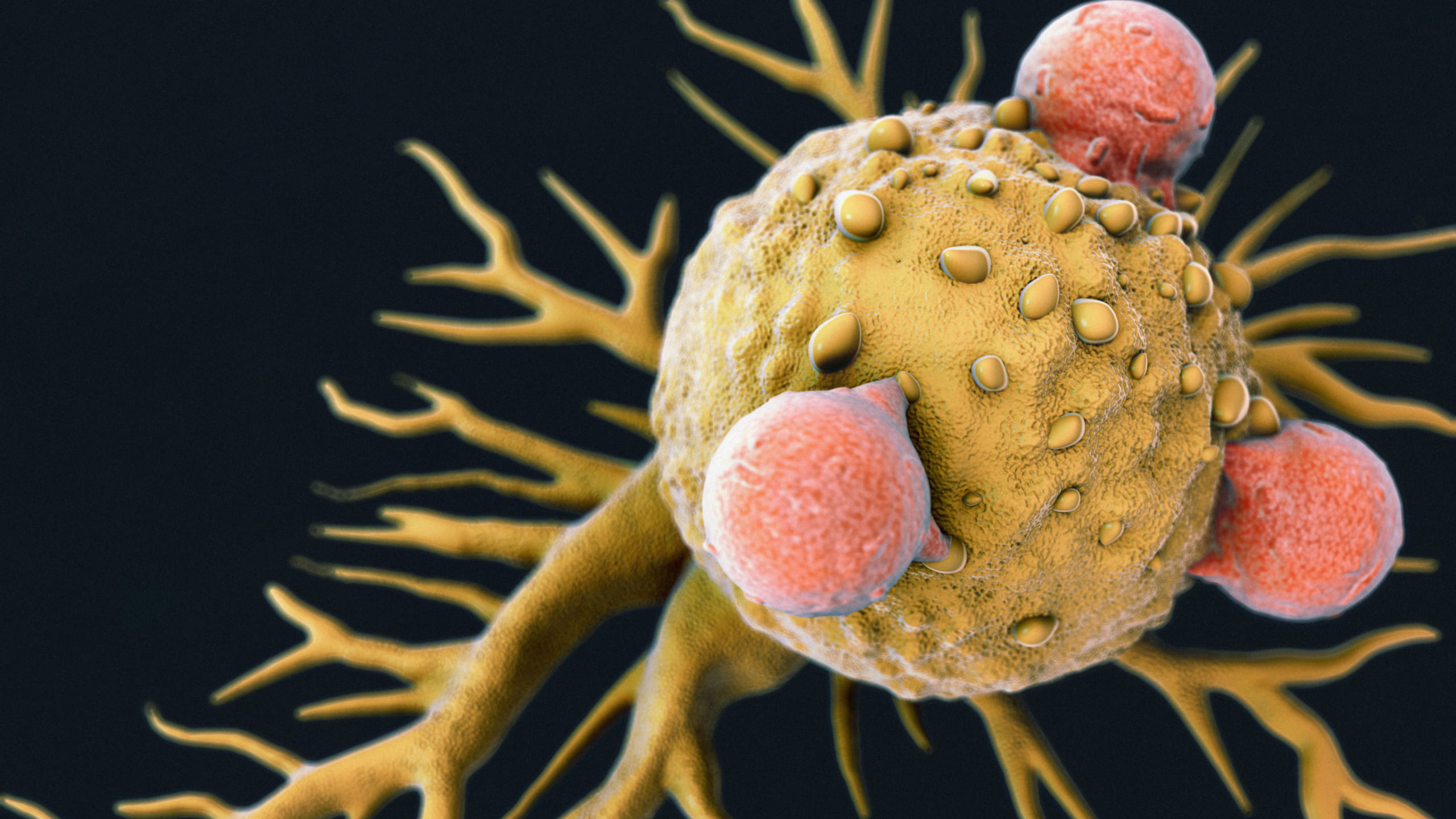 あらゆる癌細胞を攻撃できる「万能型」免疫細胞が発見されるの画像 1/4