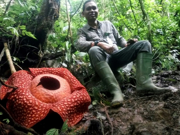 史上最大の花びらを持つ 死体花 が発見される ナゾロジー