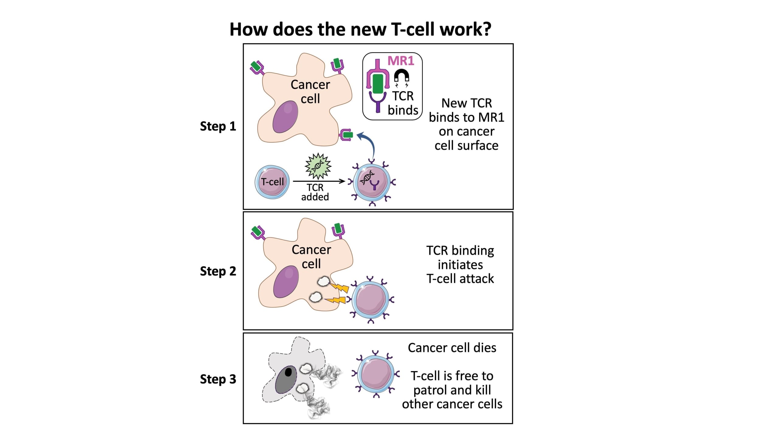 あらゆる癌細胞を攻撃できる「万能型」免疫細胞が発見されるの画像 3/4