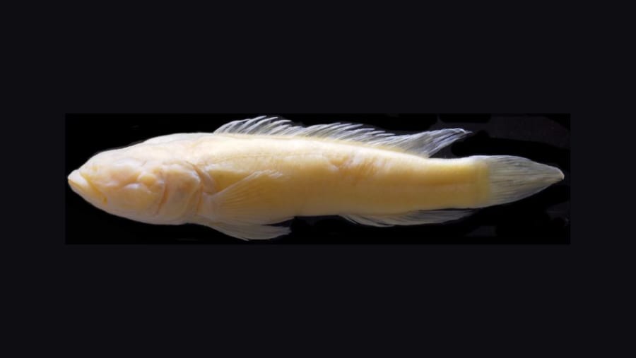 魚が頻繁に「瀕死の状態」で発見されるコンゴ川の謎が解明される