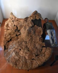 サイズは軽自動車並み！史上最大級の「カメ」の化石が発見されるの画像 2/3