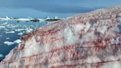 奇妙な「赤い雪」が積もる現象が南極で報告されるの画像 1/3