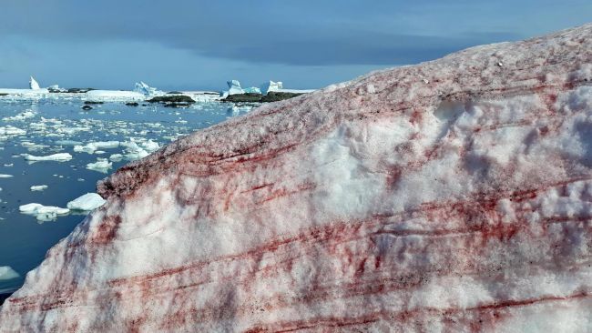 奇妙な「赤い雪」が積もる現象が南極で報告される