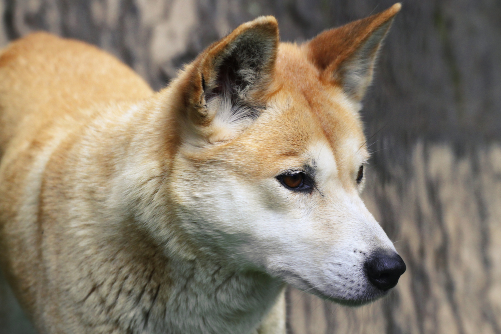 犬とは真逆 飼い犬から野生に戻ったディンゴは遺伝子までオオカミ化していた ナゾロジー