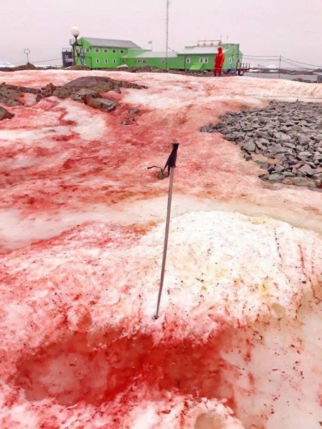 奇妙な「赤い雪」が積もる現象が南極で報告されるの画像 2/3