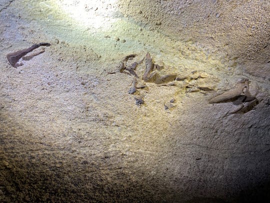 3億3000万年前に生きた「古代サメ」の化石が発見されるの画像 1/3