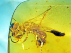 琥珀の中に1億年前の「新種のハチ」を発見！ミツバチへの進化途中かの画像 2/4