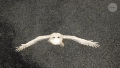 フクロウの滑空飛行には空気抵抗を減少させる秘密が隠されていたの画像 1 5 ナゾロジー