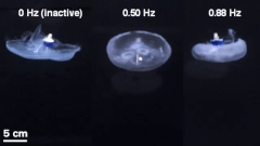 クラゲに電気刺激を与えて高速で移動させる「クラゲ・サイボーグ」実験の画像 1/2