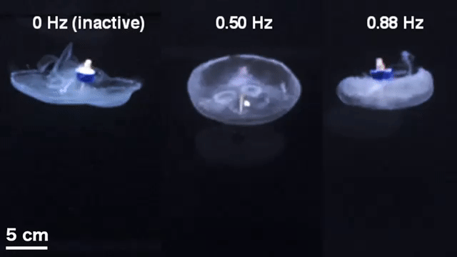 クラゲに電気刺激を与えて高速で移動させる「クラゲ・サイボーグ」実験の画像 1/2