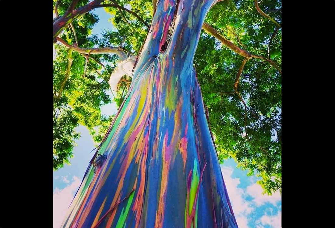 不思議な虹色の木 レインボー ユーカリ なんで虹色になるの ナゾロジー