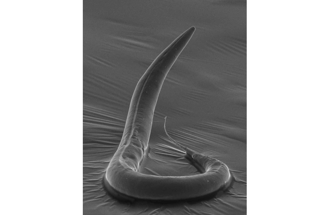 永久凍土で4万年も凍っていた虫が息を吹き返した、驚くべき研究の画像 1/2
