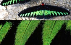 黒蝶の翅は99.9%光を吸収する超吸収ナノ構造を持っていると判明の画像 1/3