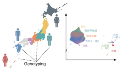 関東人と関西人は遺伝子から違う？日本人は8つの遺伝的グループに分かれているという研究の画像 2/4