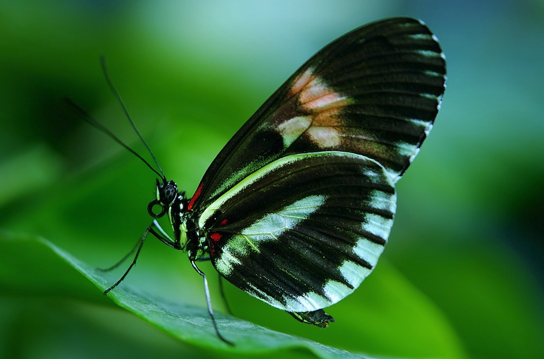 黒蝶の翅は99.9%光を吸収する超吸収ナノ構造を持っていると判明の画像 3/3