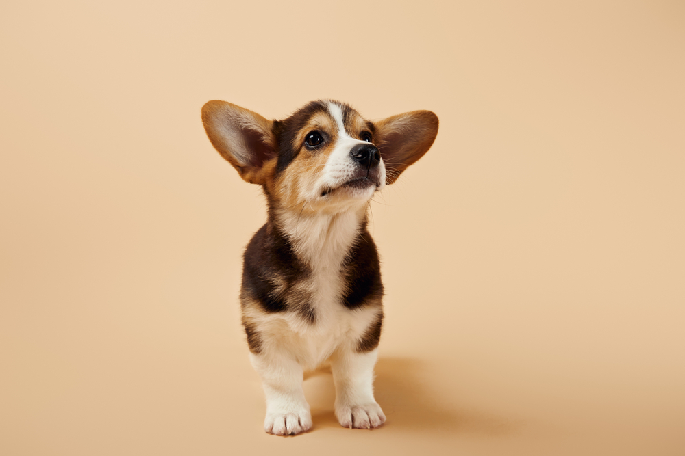 犬の鼻には「熱放射」の感知能力があることが判明の画像 2/2