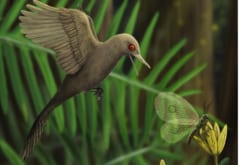 9900万年前の琥珀に史上最小4cmの原始鳥を発見の画像 2/5