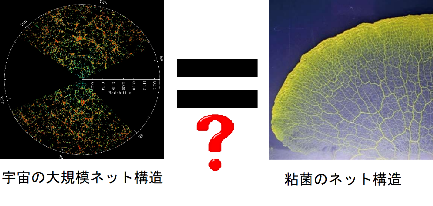宇宙の大規模構造を「粘菌」が再現！驚異の能力が明らかにの画像