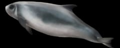 非常に珍しい「クジラ墨」を吹き出して海を染めるオガワコマッコウの動画が撮影されるの画像 2/3