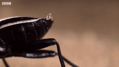 とんでもない勢いで 毒 をお腹から噴射する甲虫がスゴイ ナゾロジー
