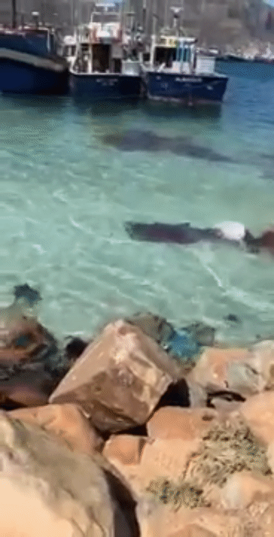 非常に珍しい「クジラ墨」を吹き出して海を染めるオガワコマッコウの動画が撮影されるの画像 3/3