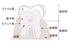 虫歯は自然に治す時代へ！歯の細胞自体を再生する治療法の臨床試験に成功の画像 2/3