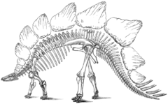 多くの恐竜発掘につながった2人の考古学者の「大喧嘩」とはの画像 2/4