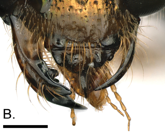 右半身がメスで左半身がオスの「ハチ」が発見されるの画像 2/5