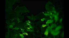 外部要因なしで発光し続けるファンタジーな発光植物が開発されるの画像 4/4
