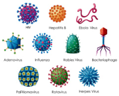 コウモリから6つの新しいコロナウイルスを発見。未来のパンデミックを防ぐ研究の画像 3/4