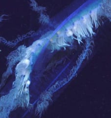 地球最長の生物「アポレミア」を発見！　数百万の個体が合体した深海生物の神秘の画像 2/2