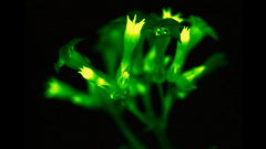 新しい発光植物は生涯にわたり外部要因なしで発光し続けることができる
