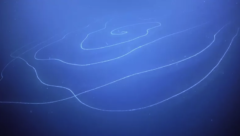 地球最長の生物「アポレミア」を発見！　数百万の個体が合体した深海生物の神秘の画像 1/2