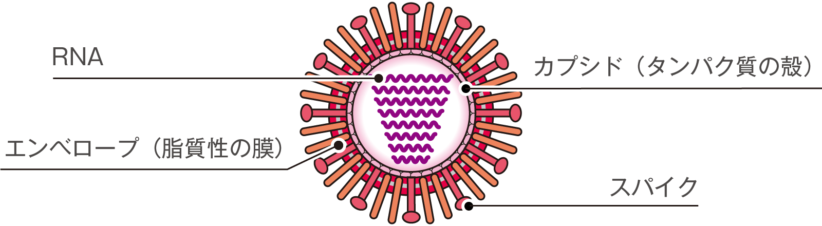 【研究】新型コロナウイルスは免疫細胞を無効化することが判明