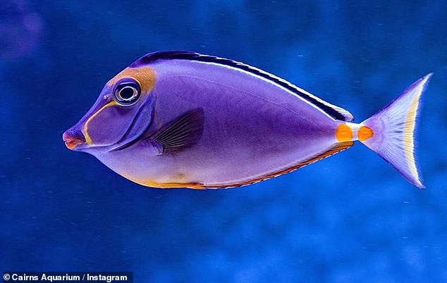 人に会えなくなった水族館の魚たちに次々と「うつ症状」が出始めるの画像