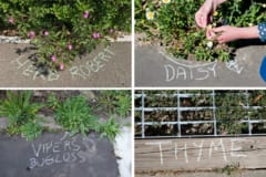 雑草という植物は無い。植物学者が道端の植物に名前を書いて回る運動がヨーロッパで拡大中の画像 4/5